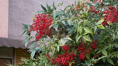 南天 風水|玄関に南天の鉢植えを置くのは風水に適してい。